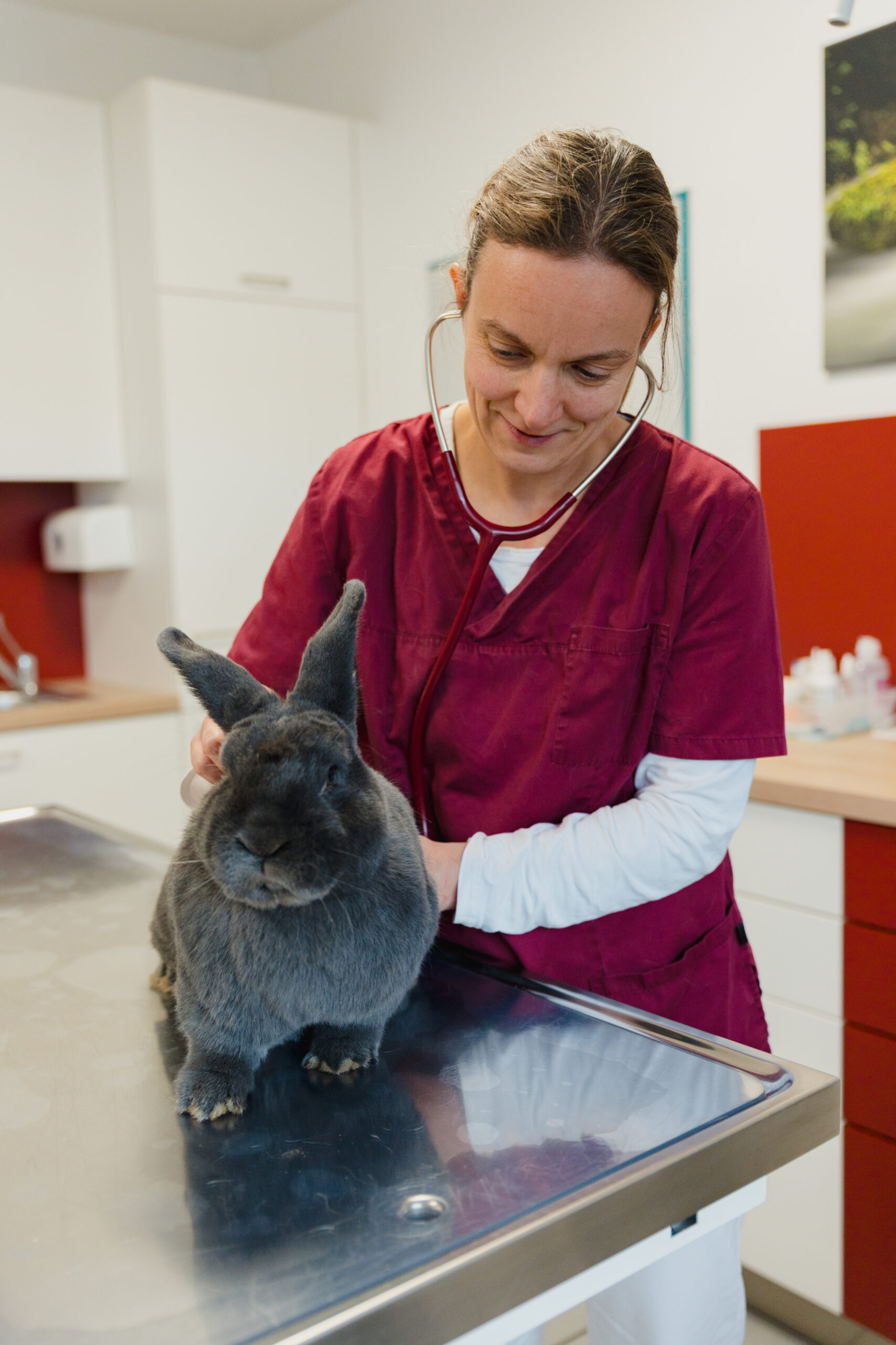 Tierarzt Fendrich-45 Tierärztin untersucht einen Hasen
