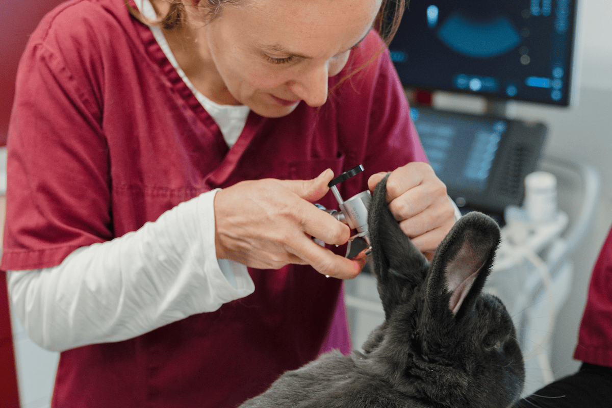 Tierarzt Fendrich-46 Ärztin untersucht einen Hasen