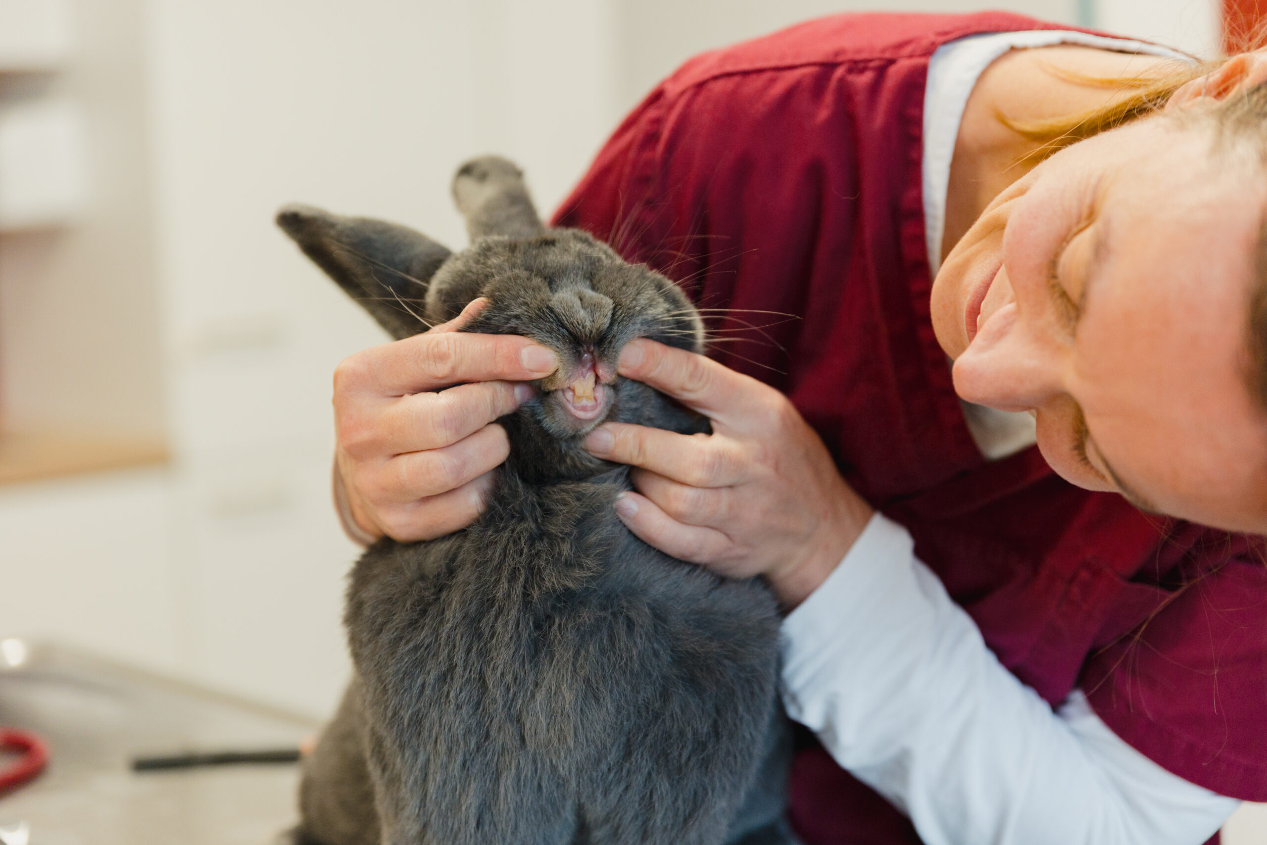 Tierarzt Fendrich-47 Ärztin und ein Hase