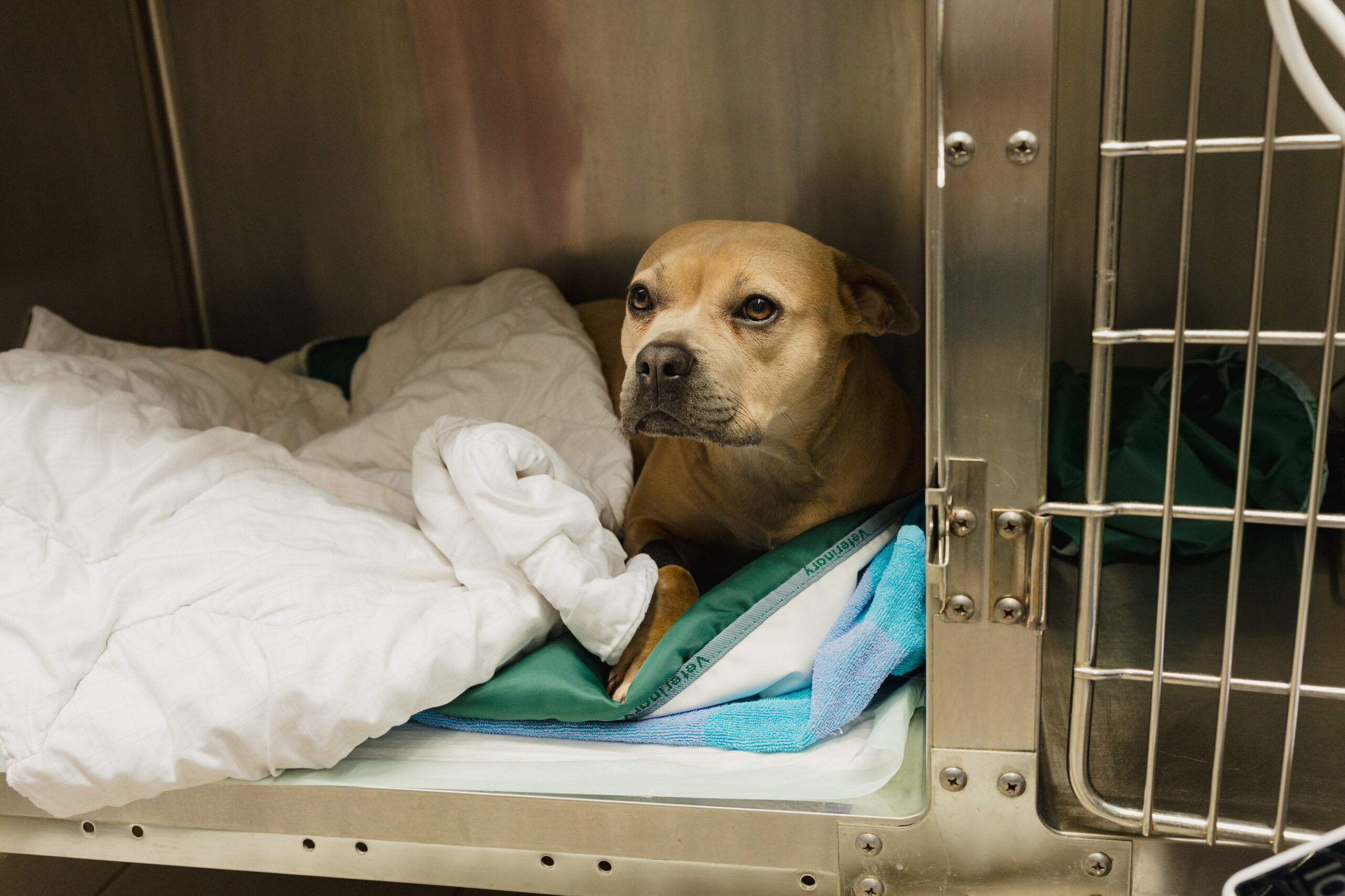 Tierarzt Fendrich-96 ein Hund mit Decke in einer Box